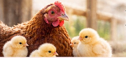 Happy chicken and chicks